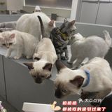 成都猫咖｜撸猫只有一次和无数次