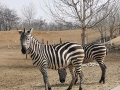 -北京野生动物园