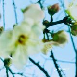 2021盼望已久的香雪公园梅花终于盛开啦[加油][加油][加油]