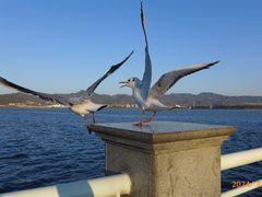-滇池海埂公园