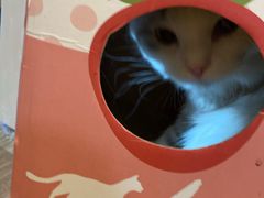 -滚猫咖啡·猫咖·猫友好撸猫(未来城店)