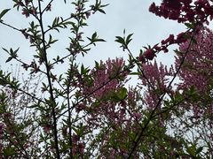 -悦见花开·花园里的火锅·露营·下午茶