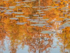 -白鹭湾湿地公园