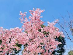 -顾村公园