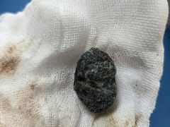 -派美特宠物医院·核磁CT·骨科肿瘤·疑难转诊(沈农禾丰店)