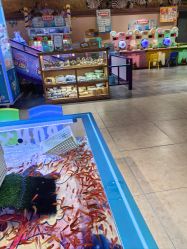 -卡通尼·Safari非洲探索乐园·生日会(金桥国际商业广场店)