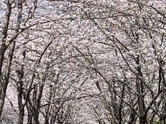 -高东镇樱花园