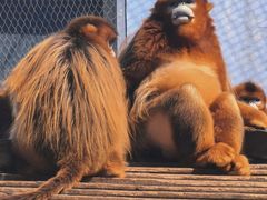 -大连森林动物园