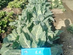 -上膳源有机农场