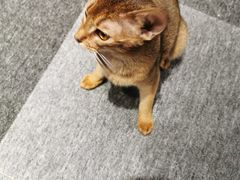 -米宠家·撸猫猫咖小萌宠·猫咪洗澡·猫咪寄养(高新大都荟店)