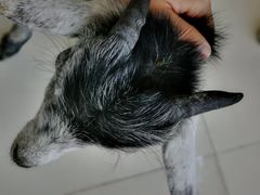 -怪兽屋·羊驼·猫咖·狗咖(俊华广场店)