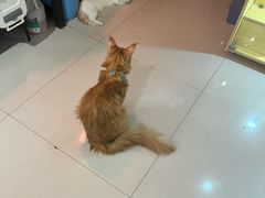 -平行世界·猫咖(首经贸店)