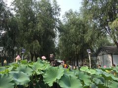 -白洋淀景区