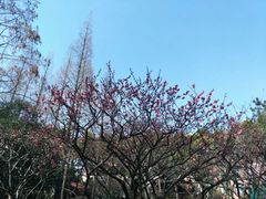 -复旦大学光华楼