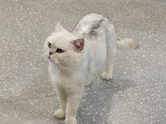 -共舞时光猫咖·狗咖(新街口店)