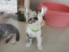 -糯米喵星人总部直营旗舰店·猫舍·幼猫出售