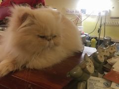 -猫色咖啡·猫咖