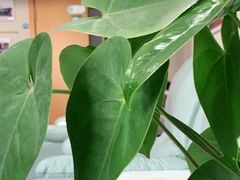 -大连何氏眼科医院