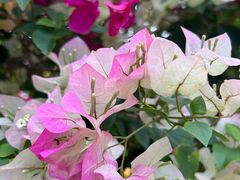 -广州市白云山风景名胜区