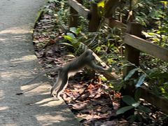 -武吉知马自然保护区