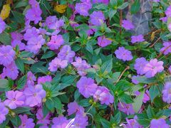 -深圳国际园林花卉博览园