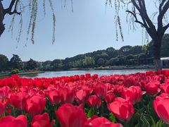 -上海鲜花港