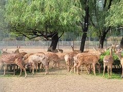 -北京麋鹿生态实验中心