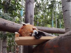 -北京野生动物园