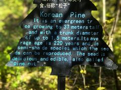 -五营红松林海景区