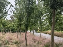 -嘉北郊野公园