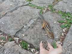 -五营红松林海景区