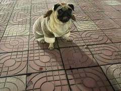 -辛巴宠物医疗中心·骨科·内分泌专科·心肾专科(亭林公园店)