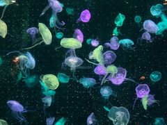 -珠海长隆海洋王国