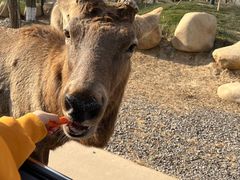 -北京野生动物园