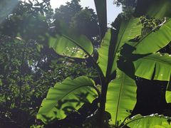 -西双版纳原始森林公园
