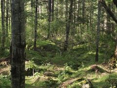 -汤旺河林海奇石景区