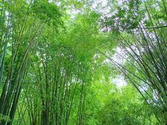 -望江楼公园