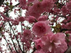 -天适樱花悠乐园