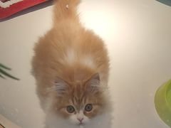 -龟与熊猫宠物公园(南坪店)