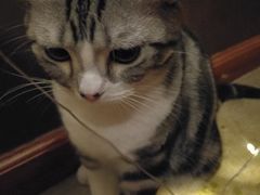 猫宝-咖法森林·咖啡  酒吧(天河店)
