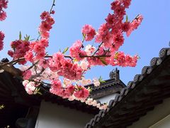 -南汇桃花村