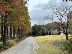 -上海滨江森林公园
