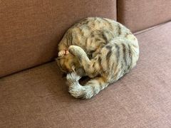 -猫的天空之城概念书店(苏州平江店)