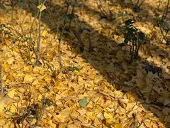 -苏州河梦清园环保主题公园