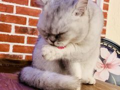 -猫小院猫主题餐厅(南锣旗舰店)