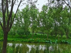 -东郊湿地公园