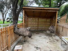 -鹅湖玫瑰文化园