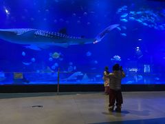 -烟台海昌鲸鲨海洋公园