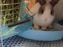 -猫猫幼稚园·撸猫·桌游·电玩