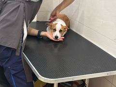 -艾贝尔宠物医院 ·内科全科(梁溪路店)